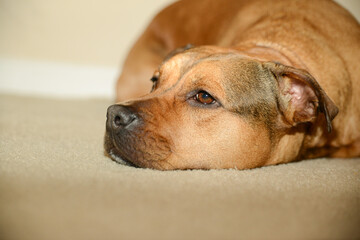 dog lying on the floor
