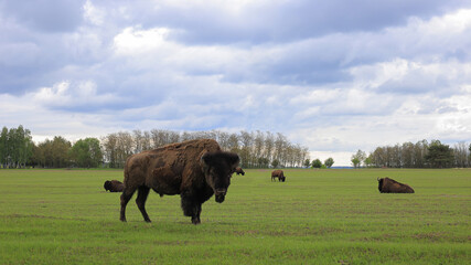 Bison graze on the field