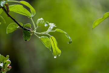 Raindrops on a leafy apple tree in spring