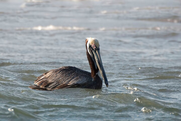 Brown Pelican, Pelecanus occidentalis, on the water