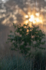 spider web in the fog at sunrise in the bog