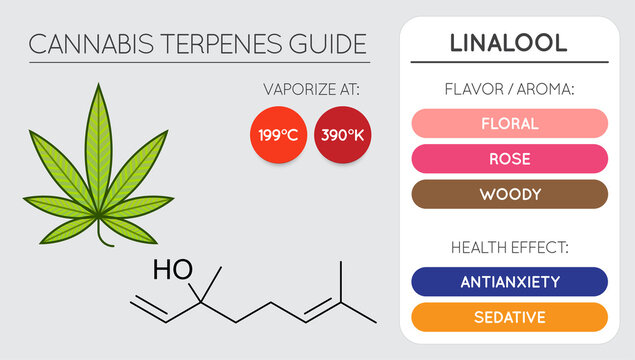 Cannabis Terpene Guide Information Chart. Aroma and Flavor with Health Benefits and Vaporize Temperature. Vector.