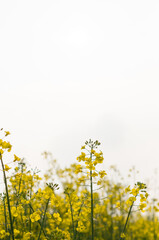 rape seed field with white sky