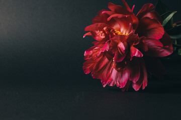 beautiful dark red peony on black background. High quality photo