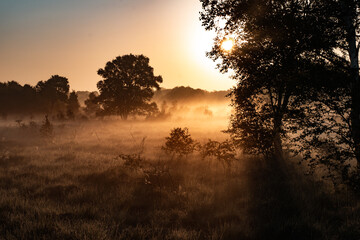 misty morning sunrise in the bog