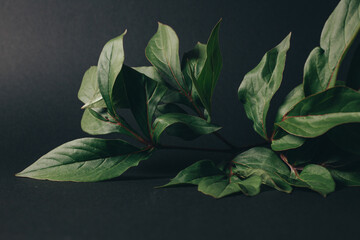 bunch of green leaves on black background. High quality photo
