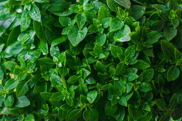 young green basil leaves in drops of water close up - plant background