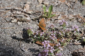una bella farfalla appoggiata si risposa e ne approfitta per uno spuntino