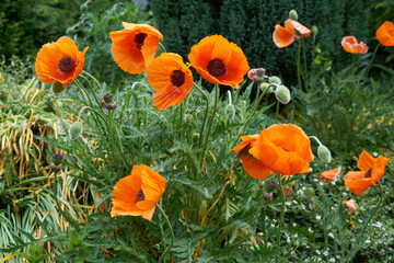 beautiful ,big orange poppy flowers
