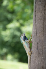 Blue-crested Lizard . Indo-Chinese Forest Lizard .  Indo-Chinese Bloodsucker. Calotes mystaceus on tree.