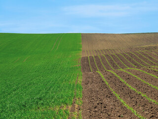 Wavy agricultural fields in Moravian Tuscany. South Moravia (Czech Republic)