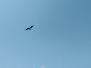 eagle in the sky
