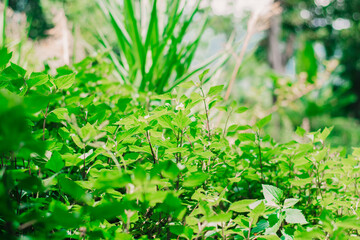 Beautiful nature and can be used as a variety of wallpapers