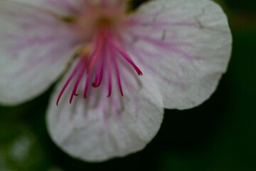 
close-up of blooming white-pink flowers in spring in the park