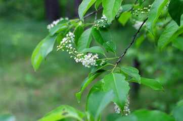 flowering branch of a bush in the forest