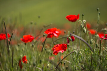 Vibrant poppies in the Sussex countryside