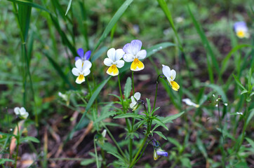 violet blooming in the wild in the forest