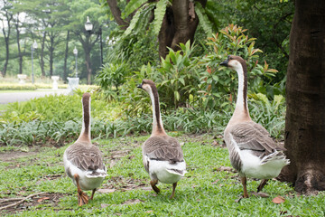 A group of geese in the park.