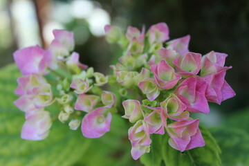 Hydrangea