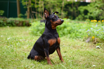Puppy dwarf mini pincher dog on the grass