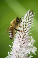 The lanceolata plantain (Plantago lanceolata) is a medicinal herb that has anti-cough properties and has anti-inflammatory and antibiotic effects.