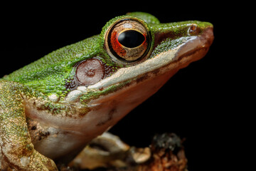 Side Portrait of the Cooper Cheeked Frog from Malaysia showing exotic neon green colour
