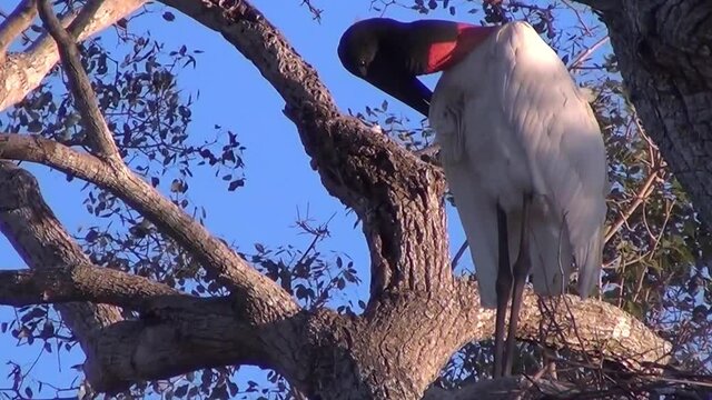 The jabiru (Jabiru mycteria), a large stork found in the Americas, scratch its feathers at the tall nest. 