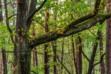 mossy tree in the forest