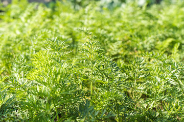 Carrots growing in home vegetable garden. Vegeterian food concept. Stock photo.