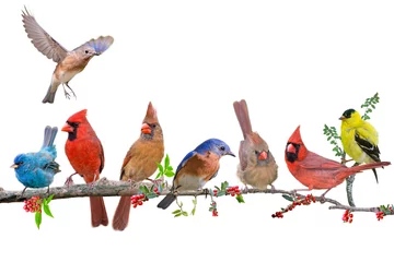 Fotobehang Songbirds Perched on Berry Laden Branch Against White Background © Bonnie Taylor Barry 