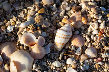 Mixed colorful sea shells as background. Top view. Summer beach background