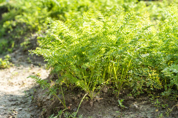 Carrots growing in home vegetable garden. Vegeterian food concept. Stock photo.