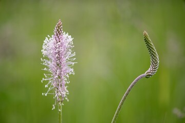 Fototapeta premium The lanceolata plantain (Plantago lanceolata) is a medicinal herb that has anti-cough properties and has anti-inflammatory and antibiotic effects.