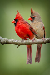 Northern Cardinal Pair on Branch Against Green Background