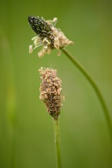 The lanceolata plantain (Plantago lanceolata) is a medicinal herb that has anti-cough properties and has anti-inflammatory and antibiotic effects.