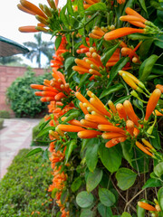 Beautiful Pyrostegia Venusta also commonly known as Flamevine or Orange Trumpetvine blooming in a vertical garden 