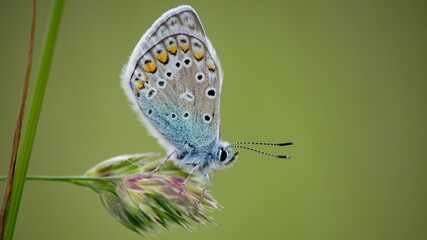 The Common Blue (Plebejus idas) is a species of diurnal butterfly in the blue family