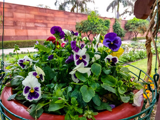 Beautiful various colored Pansy flowers blooming in a hanging tub in Mughal Garden