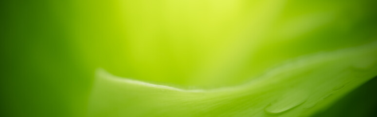 Amazing nature view of green leaf on blurred greenery background in garden and sunlight with copy space using as background natural green plants landscape, ecology, fresh wallpaper concept.