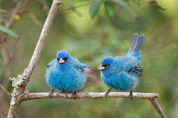 Fluffy Male Indigo Buntings Perched on Branch Against Green Background in Spring in Louisiana
