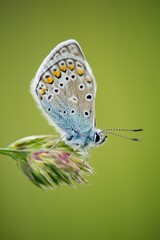 The Common Blue (Plebejus idas) is a species of diurnal butterfly in the blue family
