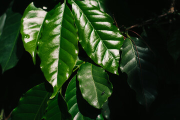 Coffee leaves that are splitting into young and old leaves and as a background