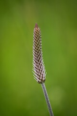 The lanceolata plantain (Plantago lanceolata) is a medicinal herb that has anti-cough properties and has anti-inflammatory and antibiotic effects.