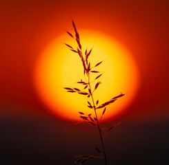 quiet memories at the end of the day,    field grass at sunset