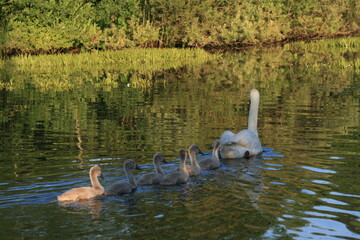 Mute swan (Cygnus olor)  is a species of swan and a member of the waterfowl family Anatidae
