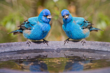 Fototapeta premium Male Indigo Buntings Perched on Bird Bath in Spring in Louisiana