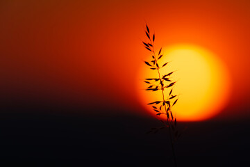 at the end of the day,    field grass at sunset