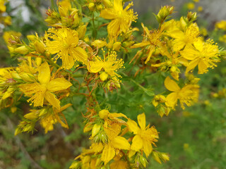 hypericum perforatum or balsam grass yellow flowers isolated