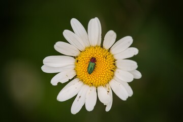 Obraz premium daisy flower closeup