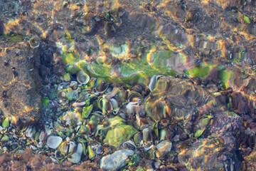 shell underwater on the beach in the Mediterranean Sea. Summertime concept, top view. Travel concept. 